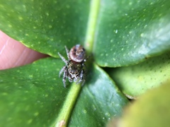 Metaphidippus