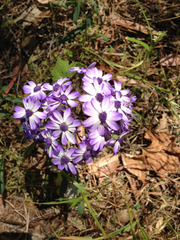 Pericallis × hybrida