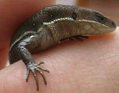 Pholidobolus vertebralis