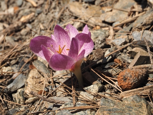 Colchicum bivonae
