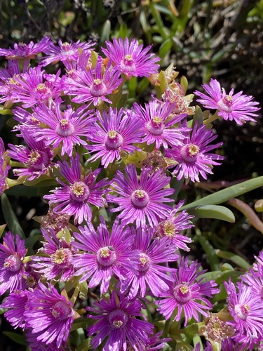Ruschia suaveolens