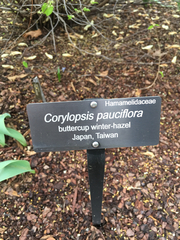 Corylopsis pauciflora