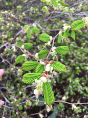 Corylopsis pauciflora