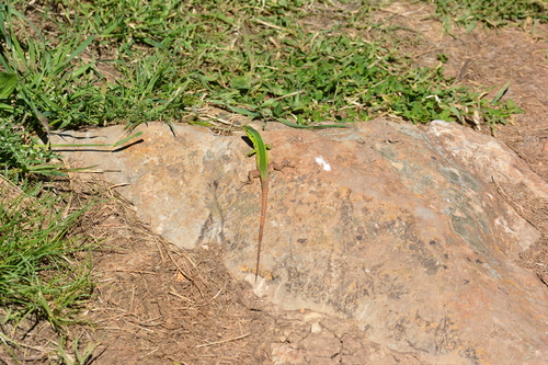 Sicilian Wall Lizard, Sicily, IT, photo 3 of 10