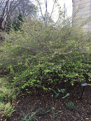 Corylopsis pauciflora