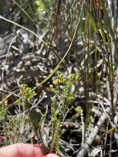 Image of Agathosma cerefolia by (c) Charleen Brunke, some rights reserved (CC BY)
