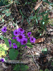 Pericallis × hybrida