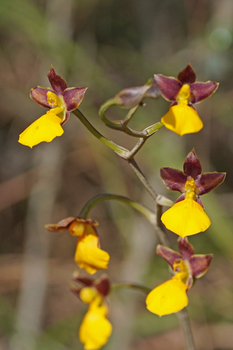 Image of Golden Cyrtochilum by (c) Julia Moning, some rights reserved (CC BY)