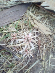 Euphorbia radians