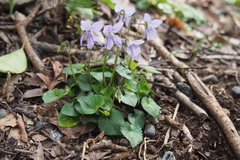 Viola grypoceras