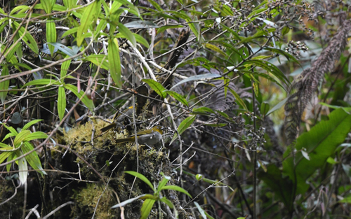 Yellow-whiskered Chlorospingus (Chlorospingus parvirostris), photo 4