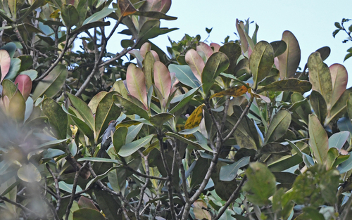 Slaty Tanager (Creurgops dentatus), photo 8