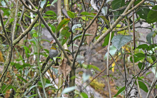Yellow-whiskered Chlorospingus (Chlorospingus parvirostris), photo 8