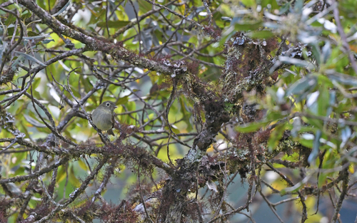 Unadorned Flycatcher (Myiophobus inornatus)