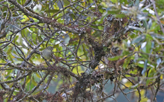 Unadorned Flycatcher photo 2
