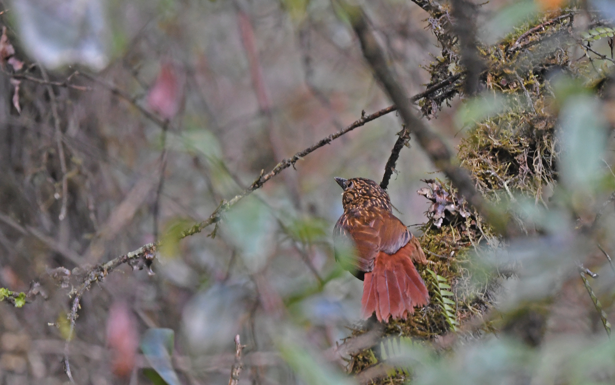 Striped Treehunter (Thripadectes holostictus), photo 3