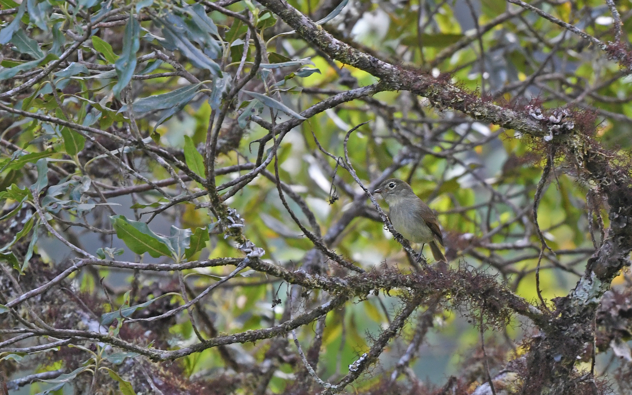 Unadorned Flycatcher (Myiophobus inornatus), photo 2