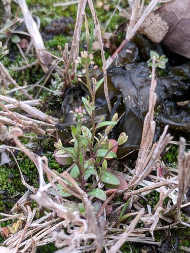 Image of Abdra brachycarpa by (c) Alison Northup, some rights reserved (CC BY)