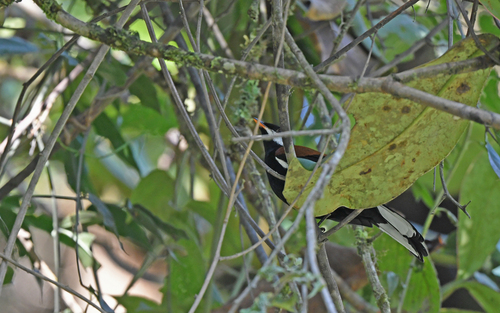 White-eared Solitaire (Entomodestes leucotis), photo 4