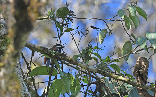 White-eared Solitaire (Entomodestes leucotis), photo 5