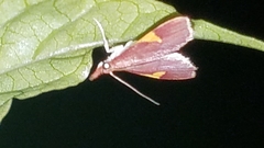 Deuterophysa fernaldi