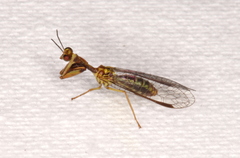 Spaminta minjerribae