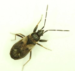 Eremocoris borealis