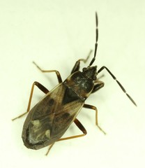 Eremocoris borealis