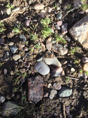 Ceratocephala testiculata