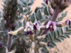 Astragalus layneae