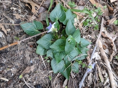 Viola missouriensis