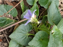 Viola missouriensis