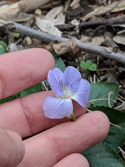Viola missouriensis