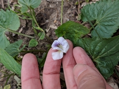 Viola missouriensis