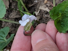 Viola missouriensis