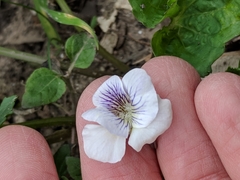 Viola missouriensis