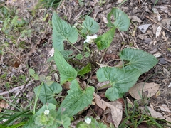 Viola missouriensis