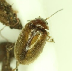 Contacyphon variabilis