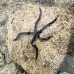 Ophiacanthida