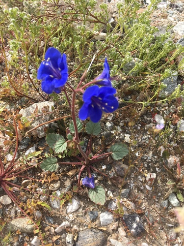 iNaturalist observation photo of desert bluebells