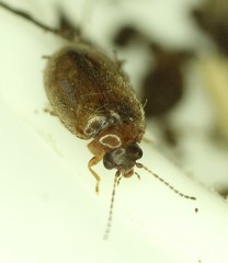 Contacyphon variabilis