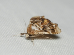 Arrade leucocosmalis