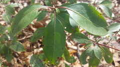Kalmia