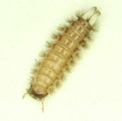 Polyxenus