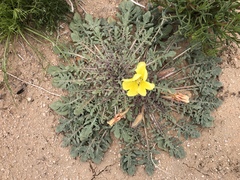 Oenothera primiveris