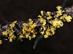 Vulpicida canadensis