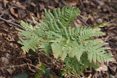 Dryopteris sacrosancta