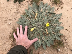 Oenothera primiveris