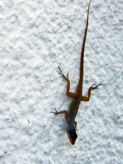 Anolis wattsii