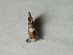 Arrade leucocosmalis